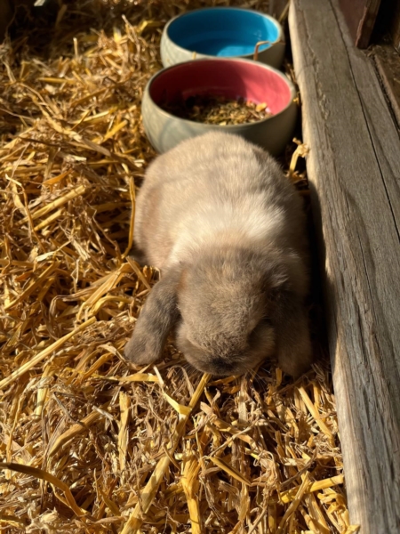Image 2 : Crèche et foyer de jour enfant à Capellen : Gekko Sàrl